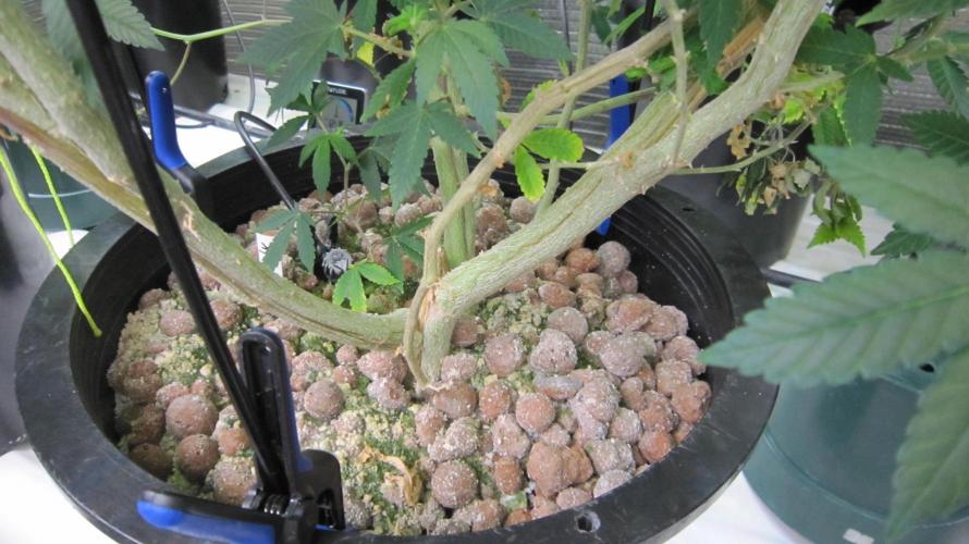 Best Clones... Showing off my.... Week 6 - I've got perlite between the clay pellets. Hold more water this way.