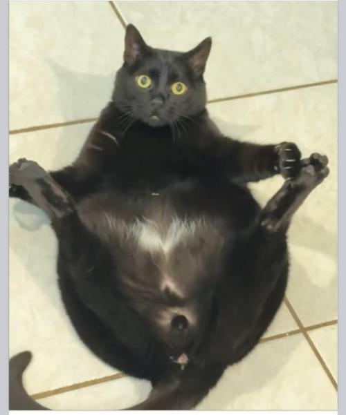 Best Clones... Showing off my.... Week 6 - Man... That's a wide cat.