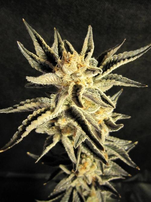 Best Clones... Showing off my.... Week 6 - What the Pink kush will look like when done.