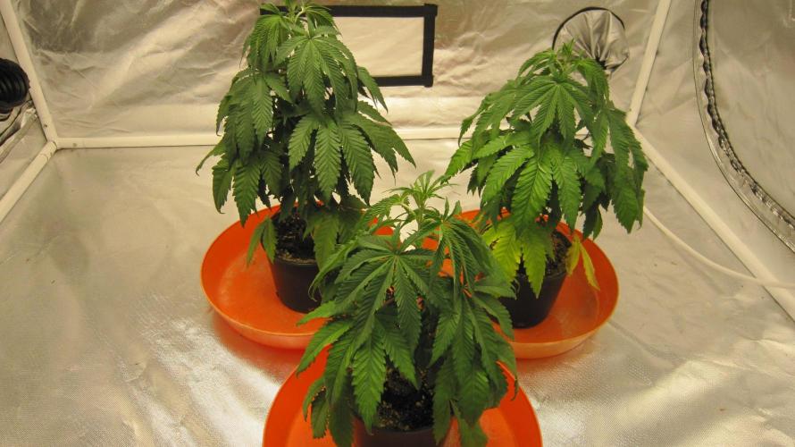 Gelatdos Jabb... My crossing.. Week 5 - Group Shot.