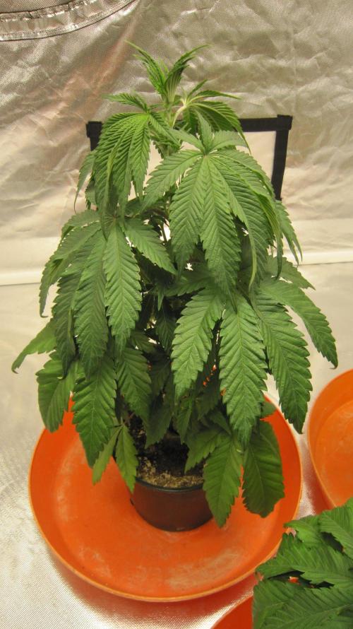 Gelatdos Jabb... My crossing.. Week 5 - Plant #1