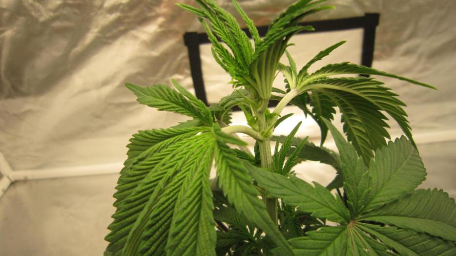 Gelatdos Jabb... My crossing.. Week 5 - Plant #1