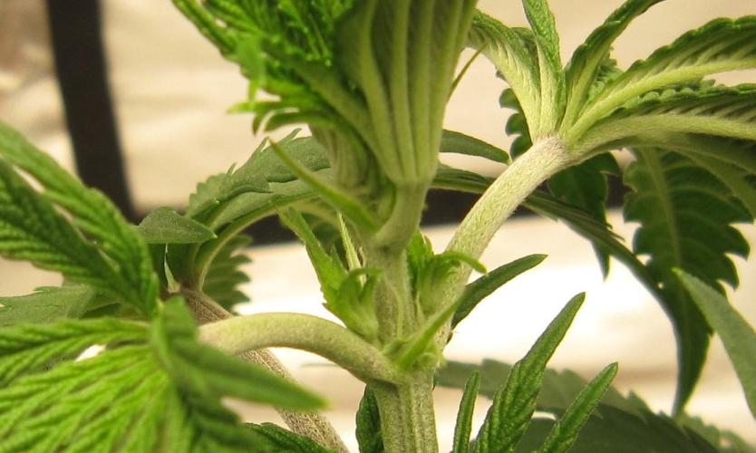 Gelatdos Jabb... My crossing.. Week 5 - Plant #1 is a female.