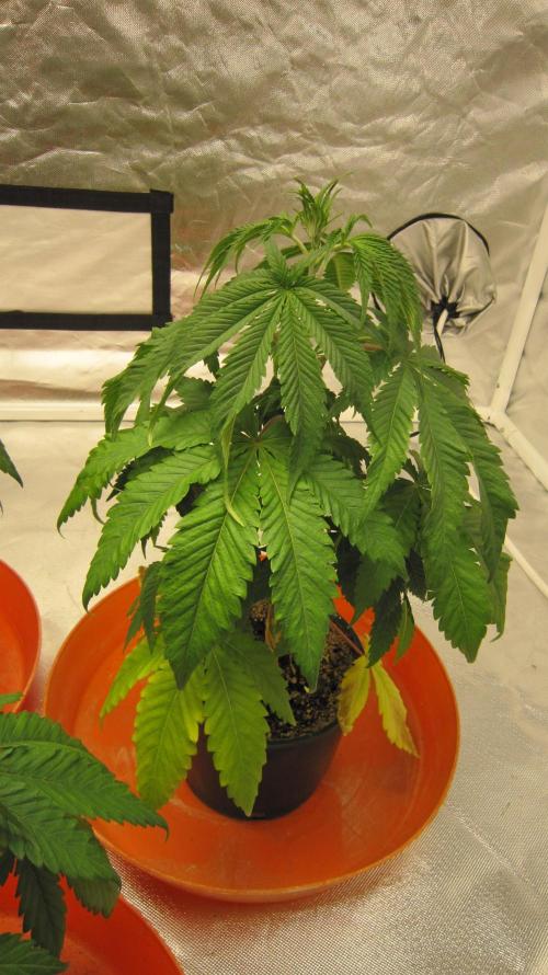 Gelatdos Jabb... My crossing.. Week 5 - Plant #2