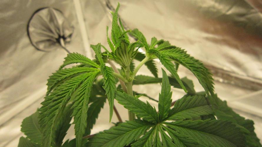 Gelatdos Jabb... My crossing.. Week 5 - Plant #2