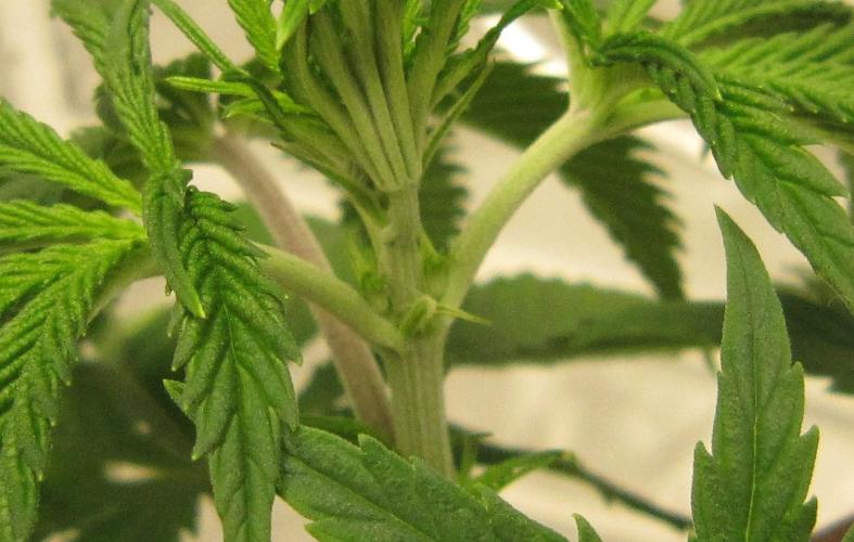 Gelatdos Jabb... My crossing.. Week 5 - Plant #2 is a female. Can barely make it out, but the white pistils are there.