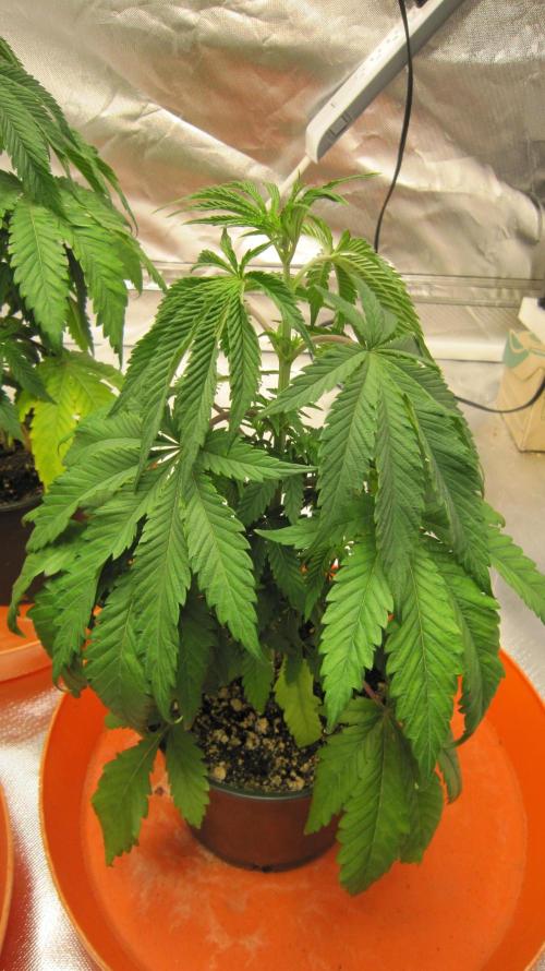 Gelatdos Jabb... My crossing.. Week 5 - Plant #3