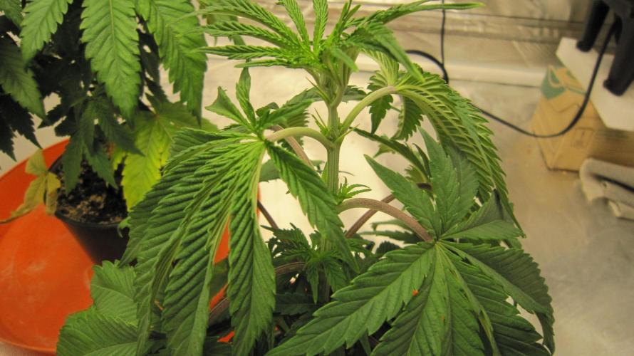 Gelatdos Jabb... My crossing.. Week 5 - Plant #3