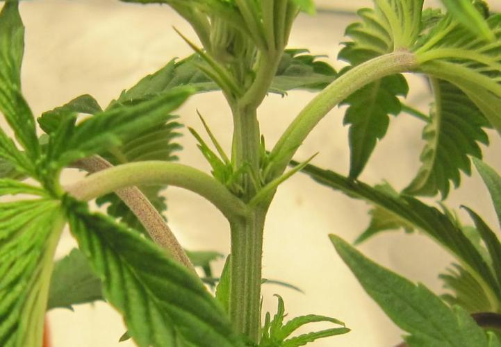 Gelatdos Jabb... My crossing.. Week 5 - Plant #3