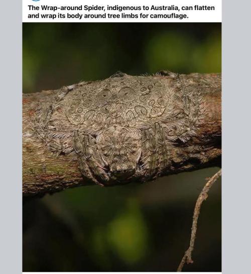 Gelatdos Jabb... My crossing.. Week 5 - Nice Camo...