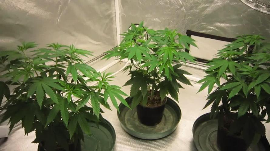 🍋 Lemon 🍊 Mandarin 😎 🤗 🤩