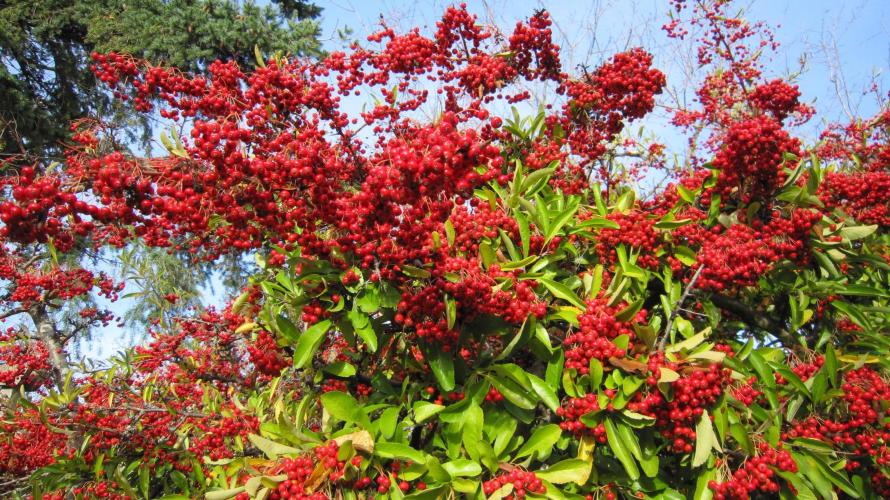 🍋 Lemon 🍊 Mandarin 😎 🤗 🤩. Week 6 - Berries are ready for the Robin's when it freezes up.