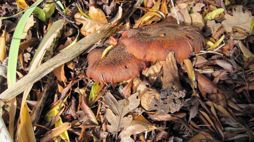 🍋 Lemon 🍊 Mandarin 😎 🤗 🤩. Week 6 - They are coming up everywhere.