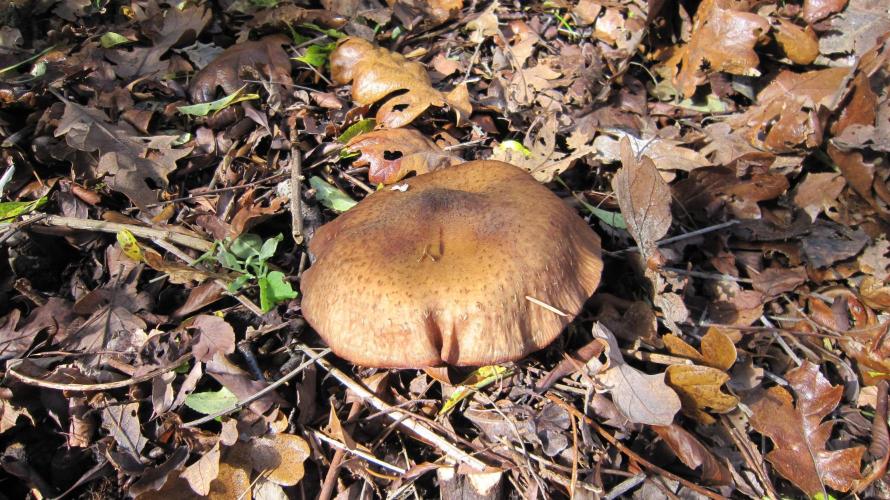 🍋 Lemon 🍊 Mandarin 😎 🤗 🤩. Week 6 - About 4 inches across.