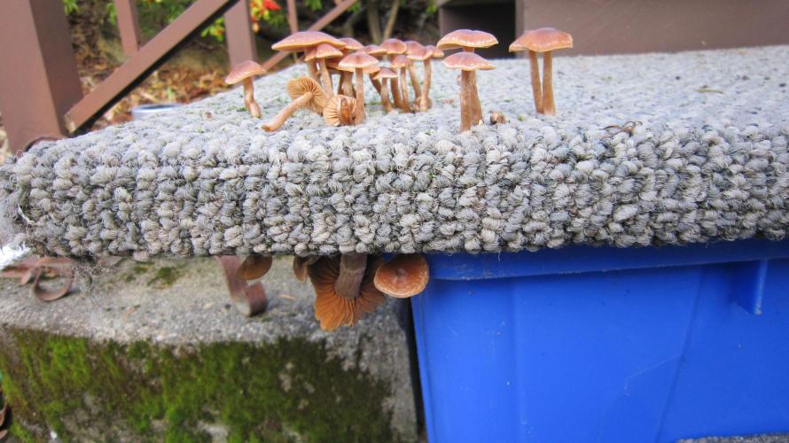 🍋 Lemon 🍊 Mandarin 😎 🤗 🤩. Week 6 - Old cat scratcher over the recycling box.