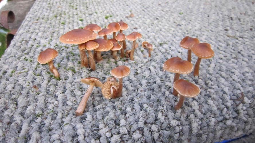 🍋 Lemon 🍊 Mandarin 😎 🤗 🤩. Week 6 - Carpet shrooms.