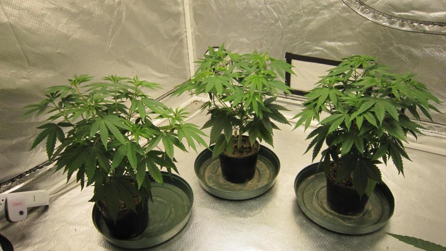 🍋 Lemon 🍊 Mandarin 😎 🤗 🤩. Week 6 - Group Shot.