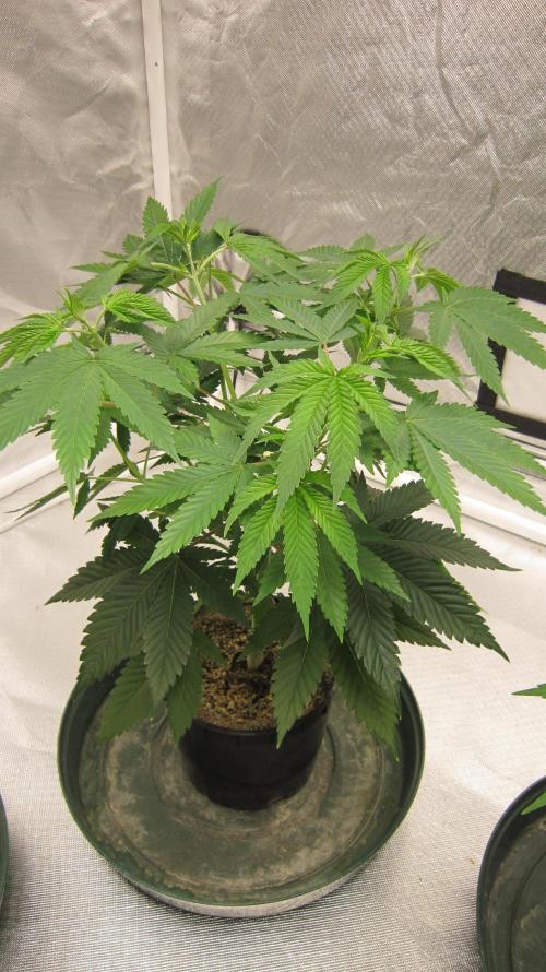 🍋 Lemon 🍊 Mandarin 😎 🤗 🤩. Week 6 - Plant #1