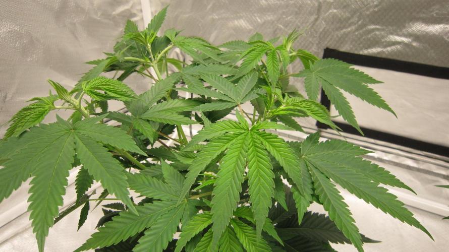 🍋 Lemon 🍊 Mandarin 😎 🤗 🤩. Week 6 - Plant #1