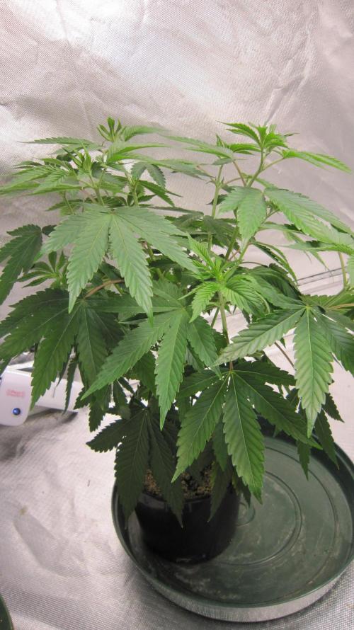 🍋 Lemon 🍊 Mandarin 😎 🤗 🤩. Week 6 - Plant #2