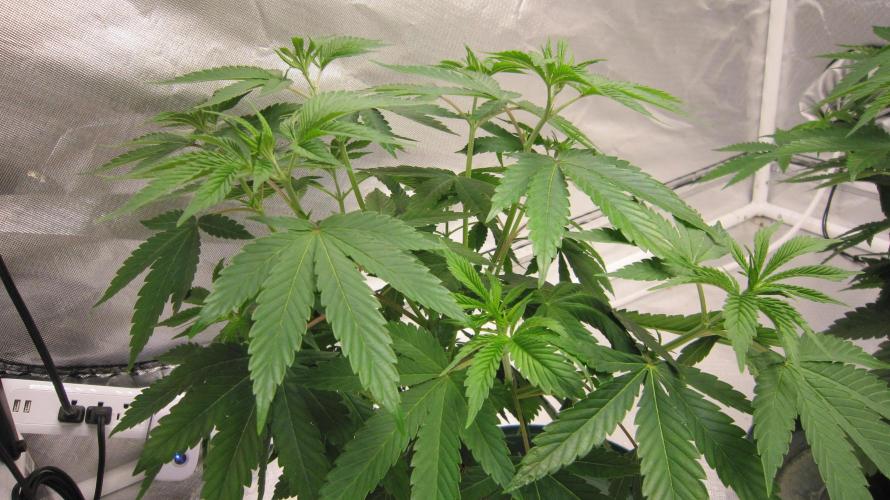 🍋 Lemon 🍊 Mandarin 😎 🤗 🤩. Week 6 - Plant #2