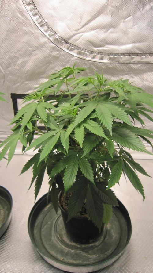 🍋 Lemon 🍊 Mandarin 😎 🤗 🤩. Week 6 - Plant #3