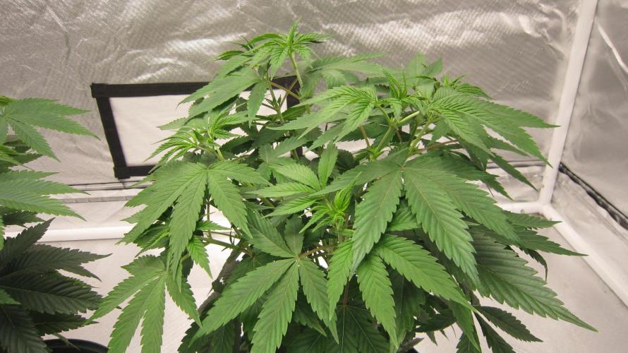 🍋 Lemon 🍊 Mandarin 😎 🤗 🤩. Week 6 - Plant #3