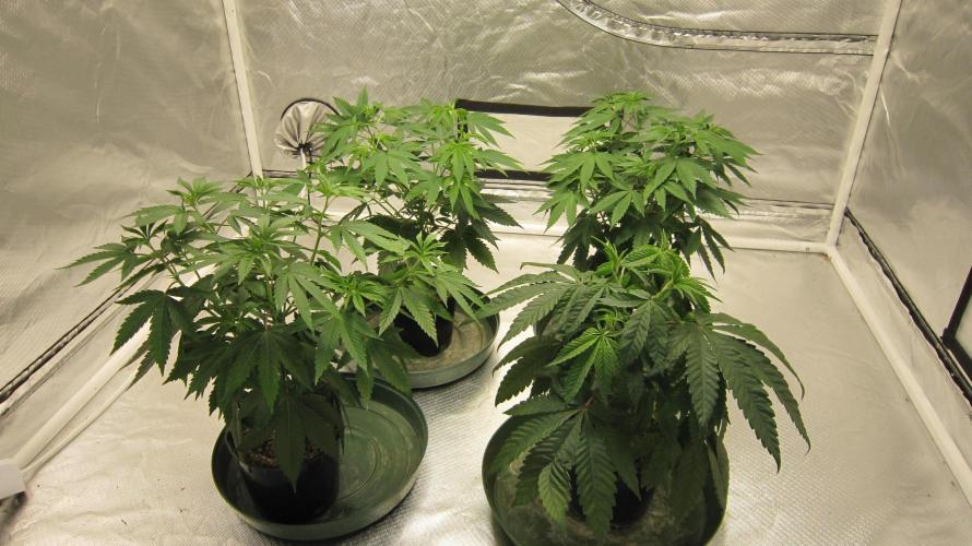 🍋 Lemon 🍊 Mandarin 😎 🤗 🤩. Week 6 - All the plants in this tent. Bottom right is Hulk OG by IZI