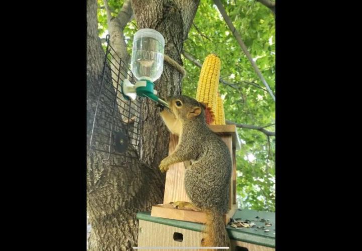 🍋 Lemon 🍊 Mandarin 😎 🤗 🤩. Week 6 - Squrrilly Diner.