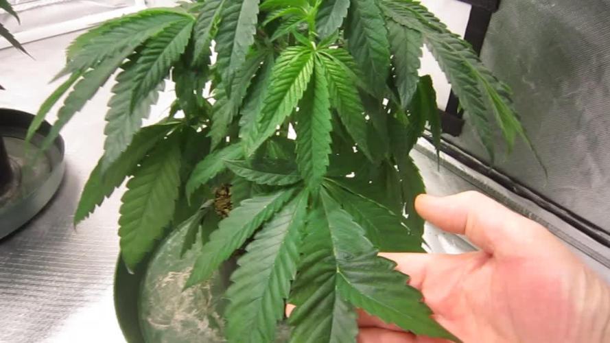 💪🔥⚡ Hulk OG - by IZI