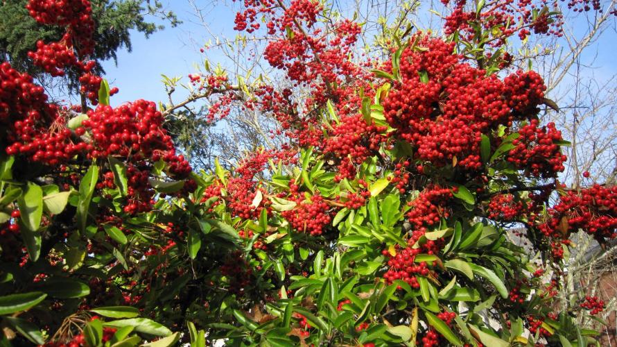 💪🔥⚡ Hulk OG - by IZI. Week 6 - Berries for the Robins when it freezes soon.