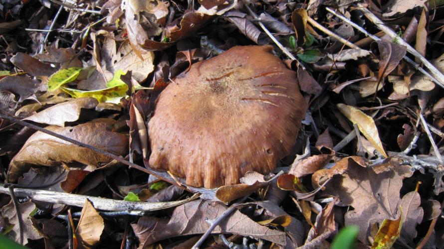 💪🔥⚡ Hulk OG - by IZI. Week 6 - About 4 inches across.