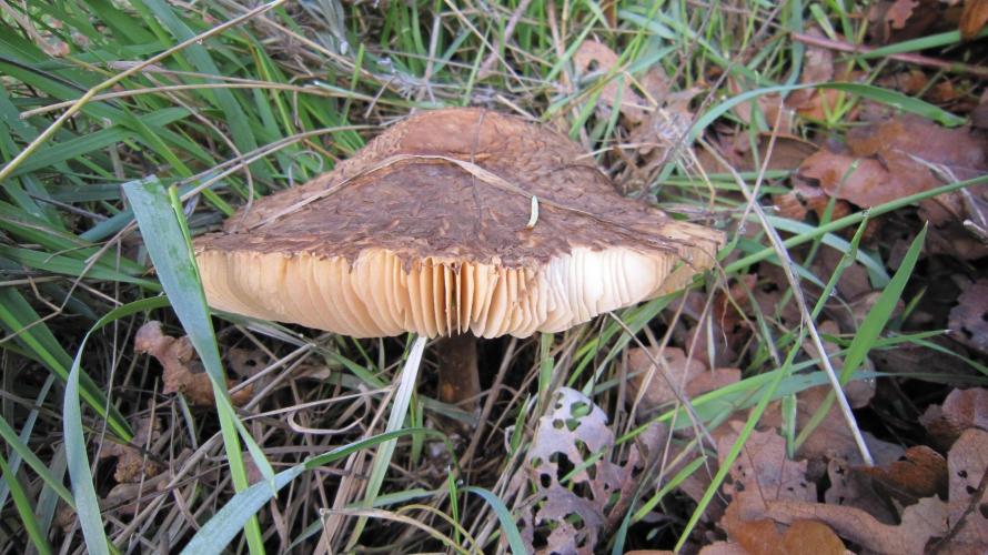 💪🔥⚡ Hulk OG - by IZI. Week 6 - This ones about 8 inches across