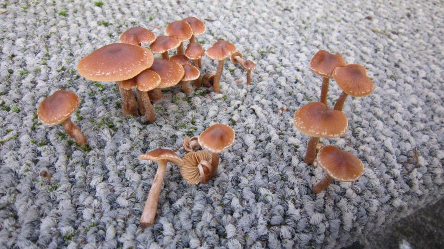 💪🔥⚡ Hulk OG - by IZI. Week 6 - Carpet Shrooms.