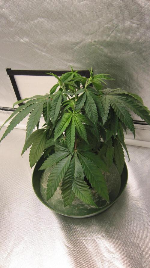 💪🔥⚡ Hulk OG - by IZI. Week 6 - Hulk OG Genetics.