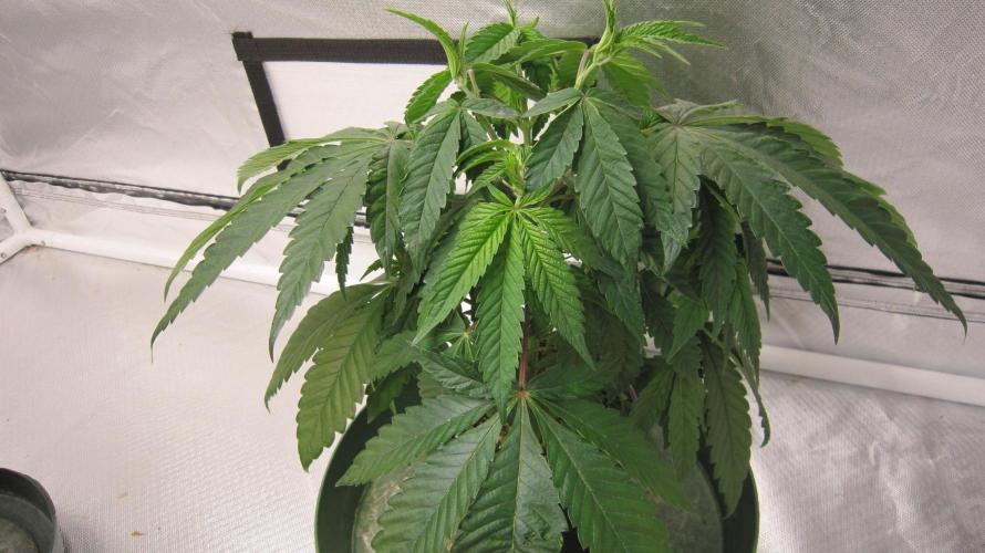 💪🔥⚡ Hulk OG - by IZI. Week 6 - Was topped last week and the branches are poking through