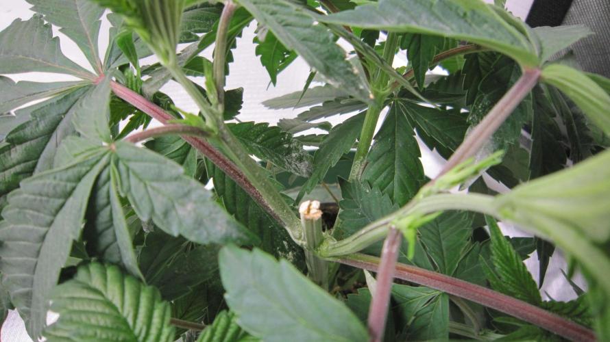 💪🔥⚡ Hulk OG - by IZI. Week 6 - Topped and sulphur was used on the cut