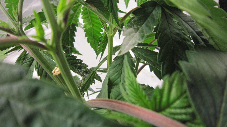 💪🔥⚡ Hulk OG - by IZI. Week 6 - Sulphur looks sorta like white powdery mildew