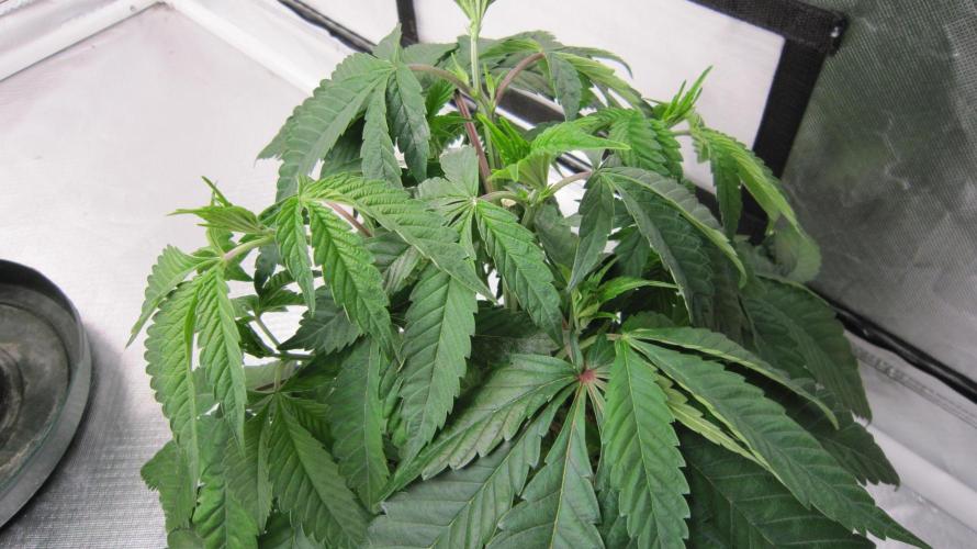 💪🔥⚡ Hulk OG - by IZI. Week 6 - Huge fan leaves.