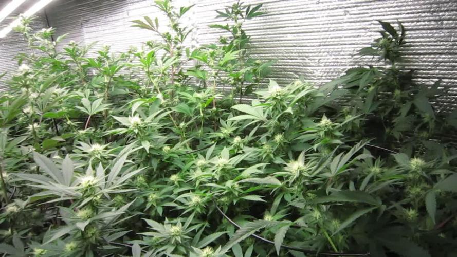 Best Clones... Showing off my...