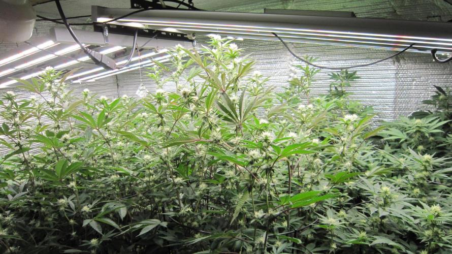 Best Clones... Showing off my.... Week 7 - Group Shot... I tried to get them all in this shot.