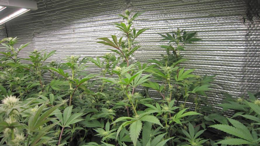 Best Clones... Showing off my.... Week 7 - Dos Si Dos 33 2 plants along the back wall.