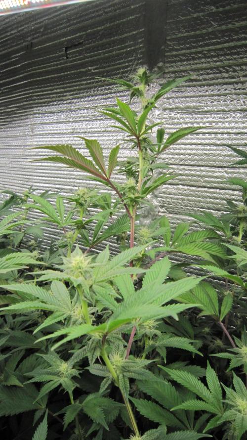 Best Clones... Showing off my.... Week 7 - Dos Si Dos 33