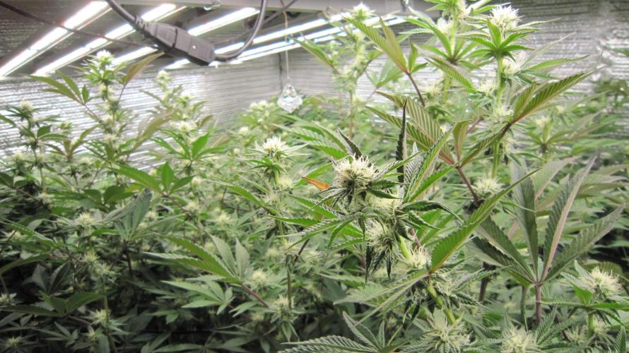 Best Clones... Showing off my.... Week 7 - Pink Kush - 2 Plants