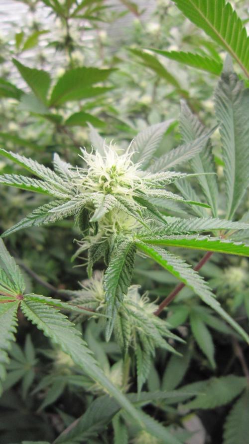 Best Clones... Showing off my.... Week 7 - Pink Kush