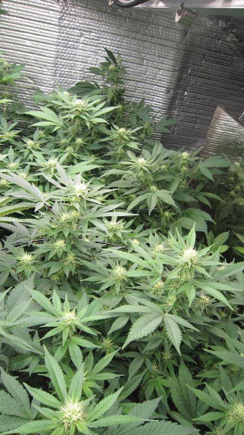 Best Clones... Showing off my.... Week 7 - 1 Plant of Critical and 1 of BbMr