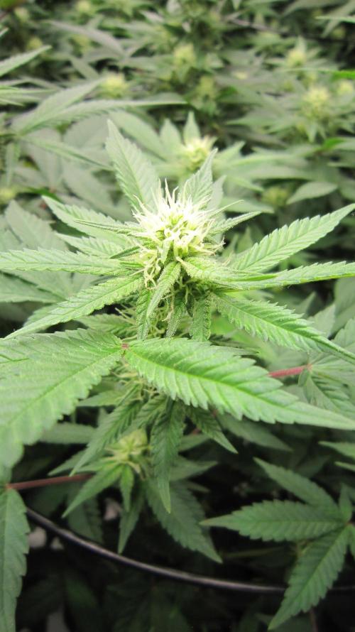 Best Clones... Showing off my.... Week 7 - BbMr