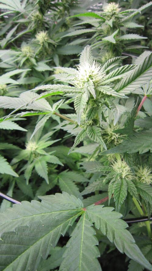 Best Clones... Showing off my.... Week 7 - Critical