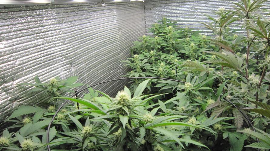 Best Clones... Showing off my.... Week 7 - 1 Plant of BbMr and 1 of Critical