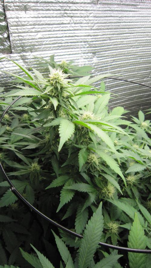 Best Clones... Showing off my.... Week 7 - Critical.